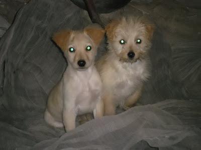 Dana y Mulder dos hermanitos, de 2 meses y medio. En Adopción. Magina Animal Jodar (Jaén)