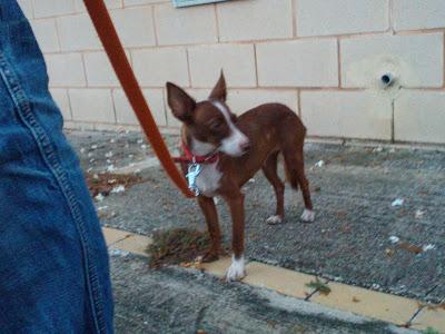 Muy urgente!! Podenquita en apuros. (Cadiz)