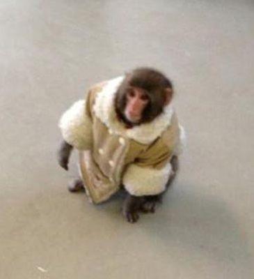 Encuentran en el Ikea de Toronto a un mono vestido con un elegante abrigo – NOTICIAS DIVERTIDAS