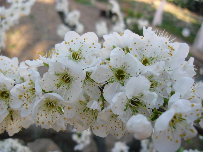 LA FLORES DE MI HUERTO (Cap. 5º)