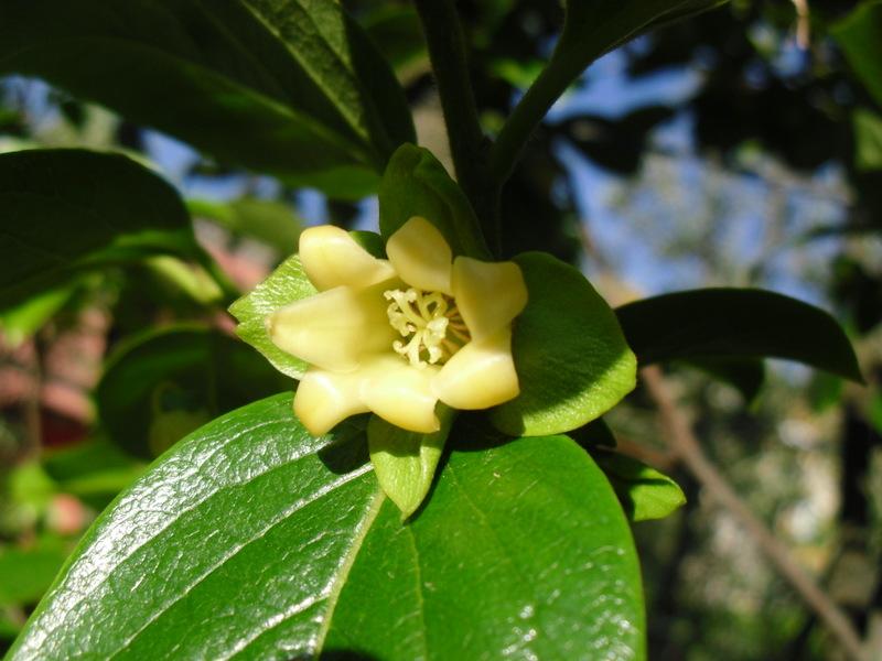 LA FLORES DE MI HUERTO (Cap. 5º)