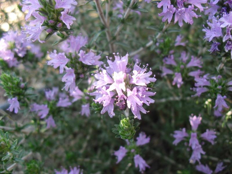 LA FLORES DE MI HUERTO (Cap. 5º)