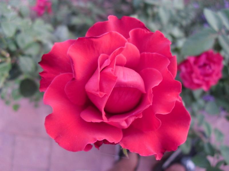 LA FLORES DE MI HUERTO (Cap. 5º)