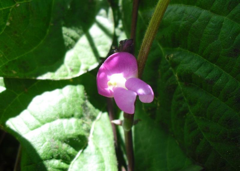LA FLORES DE MI HUERTO (Cap. 5º)