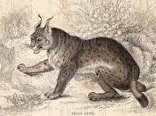 WILLY MASON Electro-Folk