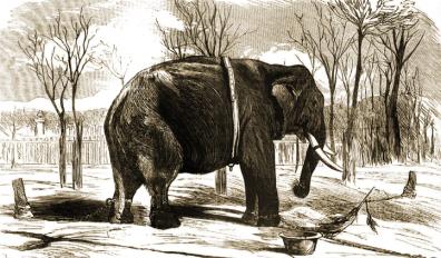 Elefante Pizarro 1873_small