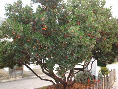 Plantas para un jardín en Madrid