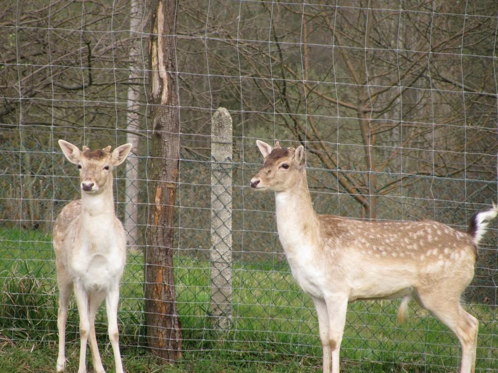 Al rio a tirar piedras
