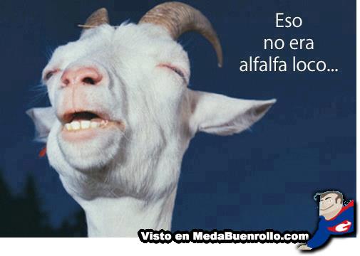 Pero era verde !!! anda…que estás como una puta cabra