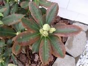 Rhododendron: hacer cuando enferma