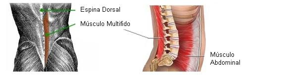 ¿Pará qué sirven los músculos multifidos?