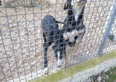 Seis galgos en la perrera, tres de ellos llevan meses!!