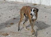 Seis galgos perrera, tres ellos llevan meses!!