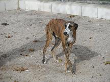 Seis galgos en la perrera, tres de ellos llevan meses!!