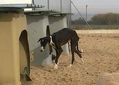 Seis galgos en la perrera, tres de ellos llevan meses!!