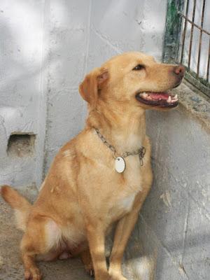 AYUDA POR FAVOR !!LABRADORA RESCATADA DEL INFIERNO DE MAIRENA!!.