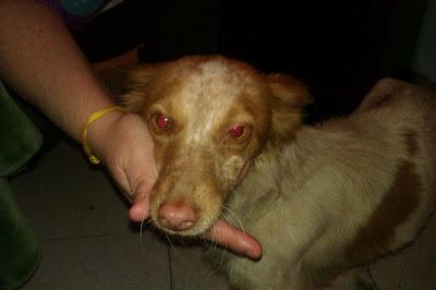 Chispa, bretona 7 k ¡cojea de una patita!!!abandonada en la calle de pueblo de Brenes Sevilla ¡MADRINA PARA RECOGERLA O ACOGIDA URGENTE!!