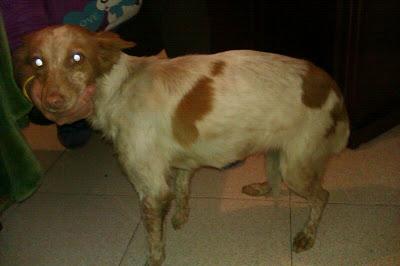 Chispa, bretona 7 k ¡cojea de una patita!!!abandonada en la calle de pueblo de Brenes Sevilla ¡MADRINA PARA RECOGERLA O ACOGIDA URGENTE!!