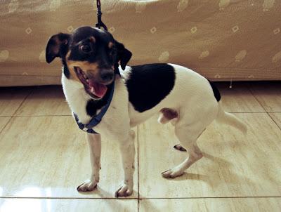 Margarito y Peque, tenemos que encontrarles un hogar!‏