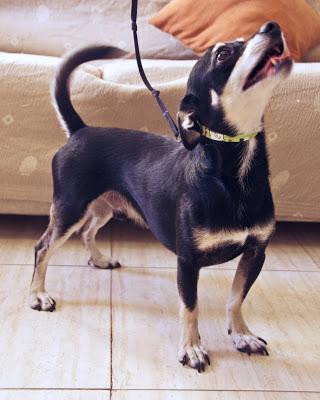 Margarito y Peque, tenemos que encontrarles un hogar!‏