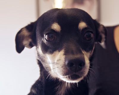 Margarito y Peque, tenemos que encontrarles un hogar!‏