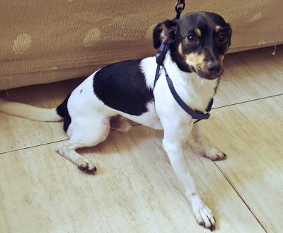 Margarito y Peque, tenemos que encontrarles un hogar!‏