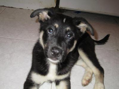 MORENA, CACHORRA DE DOS MESES EN ADOPCIÓN.