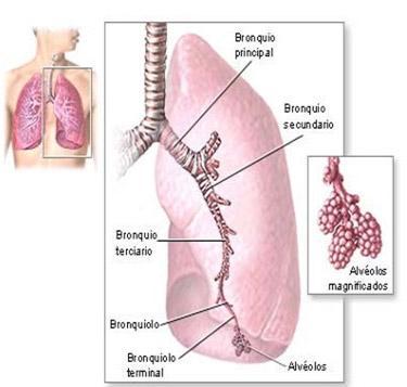 Cánceres de pulmón y bronquios, una asociación peligrosa para nuestra salud