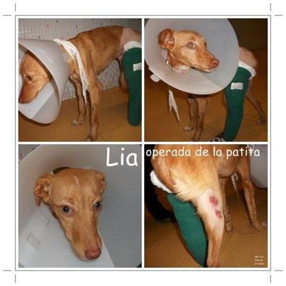 Foto: LIA,ACTUALIZACIÓN 12/12/12:Lía ya ha sido operada de su patita.  Le han puesto tornillos que habrá que cambiarle en un par de semanas. No llega al año de edad, es muy, muy buena y no se queja para nada ni tiene un mal gesto.  Tiene en la barriga quemaduras de haber rozado por el asfalto. La pata estaba fatal, olía a podrido... Si llega estar otro día fuera, no lo hubiera contado la pobre... Se merece lo mejor, muy lejos de los cazadores que la dejaron en la cuneta. En unas semanas estará preparada para ser adoptada, SI ERES TU QUIEN QUIERE DARLE UN HOGAR, ESCRIBA A : elarcadenoecordoba@gmail.com ------------------------------------ Lia: Otro caso mas de indiferencia ante un atropello, como siempre nuestra raza brillando por humanidad! Esta vez le ha tocado a LIA una podenquita enana de menos de un añito, solo pesa 5 kg y estaba esperando dar su ultimo aliento, sola pasando los días. Nos encontramos a Lia en una cuneta, camuflada entre la vegetación, pero allí estaba ella tumbada y con una fractura abierta, las fotos son fuertes pero demuestran una parte de lo que LIA ha sufrido. La cogimos sin dejar pasar un minuto mas y la llevamos al hospital, otro caso mas con hospitalización........,y nos han dicho que la pobre llevaba así 3 o 4 días  con el frío que ha hecho, dejándose morir ya que el dolor era insoportable para moverse y andar, con el hueso perforando la carne, también tiene muy afectados los tendones, solo hay que ver como el hueso por la parte de abajo esta fuera de la carne saliendose por completo como si de una funda se tratara. Es muy buena y creemos que se merece que tenga una mejor vida, con el cariño y el amor de una familia, por eso necesitamos adopción para ella o casa de acogida para que después de la operación se le haga mas fácil la recuperación. Mira su vídeo de cuando la encontramos: https://www.youtube.com/watch?v=RZ_U1qX5Kx8&feature=g-crec-u  Necesitamos de nuevo vuestra ayuda por favor si estas interesado ESCRIBE A : elarcadenoecordoba@gmail.com  Y nosotros de nuevo tener que hacer frente a otro ingreso hospitalario, con lo carísimos que son....SI PODEIS AYUDARNOS UN POCO, LOS DATOS SON : Arca Noé Córdoba La Caixa: 2100 3745 96 2200047206  0237 0197 10 9156197772 BBK Bank Cajasur CONCEPTO: Ayuda para Lia  ENLACE PARA DONATIVOS VÍA PAYPAL:  https://www.paypal.com/cgi-bin/webscr?cmd=_s-xclick&hosted_button_id=23WLGNC27U2E8