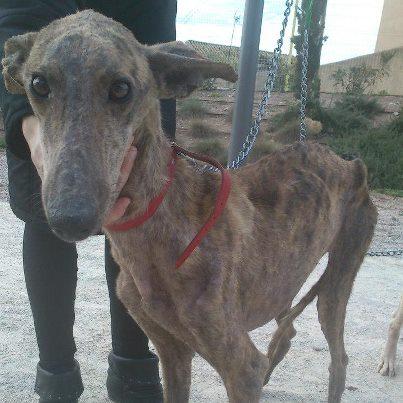Foto: LUA NOS DEJA SIN PALABRAS, QUE PODEMOS DECIR DE ELLA QUE NO DIGAN LAS FOTOS, HUESOS, HERIDAS, ULCERAS Y UNA MIRADA QUE LO DICE TODO, CUANTO HABRA SUFRIDO ESTA POBRE PERRA, Y TODAVIA PODIA SER PEOR PORQUE CREEMOS QUE LUA ESTA PREÑADA, AHORA MISMO EN SU ESTADO NO SE PUEDE ESTERILIZAR Y CREEMOS QUE TAMPOCO AGUANTARA UN PARTO, VAMOS A INTENTAR QUE SE RECUPERE, ESTA INGRESADA EN EL VETERINARIO JUNTO A DULCE, YA TENEMOS DOS, LE HEMOS ECHO ANALALITICA Y ESPERAMOS LOS RESULTADOS QUE SEGURAMENTE SERAN CATASTROFICOS,  NECESITAMOS AYUDA. SI ALGUIEN QUIERE ACOGER A LUA PARA QUE SE PUEDA RECUPERAR EL CONTACTO SOY YO O Laura Castillo García.   CAJA MURCIA: 04870078912007001813 LAURA CASTILLO o PAY PAL lupi104@hotmail.com  IBAN4004870078912007001813  BIC GBMNESMMXXX