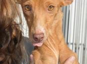 Estrella, podenca badajoz, salvada