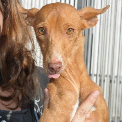 Foto: ESTRELLA: Podenquita de 2 años entregado por sus queridos dueños cazadores. Estrella es preciosa, dulce y muy buena. CONTACTO: sosperrerabadajoz@gmail.com