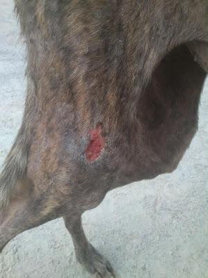 LUA, OTRA GALGA QUE NOS DEJA SIN PALABRAS....