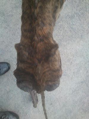 LUA, OTRA GALGA QUE NOS DEJA SIN PALABRAS....