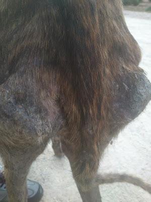 LUA, OTRA GALGA QUE NOS DEJA SIN PALABRAS....