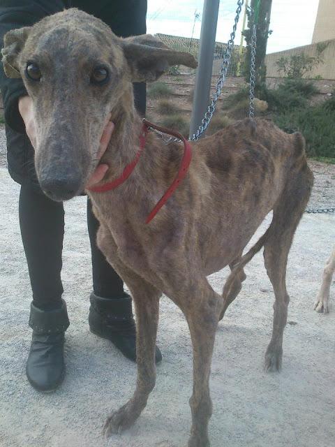 LUA, OTRA GALGA QUE NOS DEJA SIN PALABRAS....