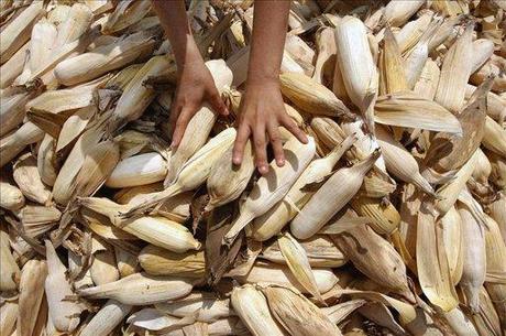 Granos-básicos Jaque al Fresco.