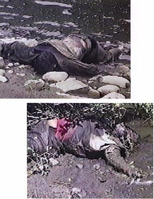 El observador incómodo de los cuerpos