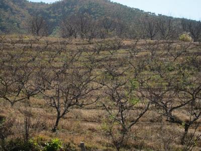 Están desapareciendo los arbustos