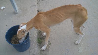 Galga esquelética y en la vía del tren. (HUELVA)‏