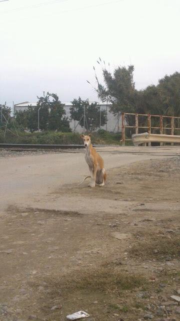 Galga esquelética y en la vía del tren. (HUELVA)‏