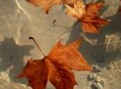 Luna nueva… gélida noche