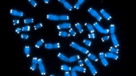 El Reino Unido secuenciara el genoma de enfermos de cancer.