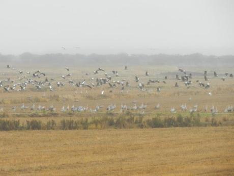 Grullas, incansables viajeras en Extremadura