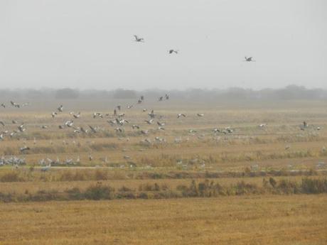 Grullas, incansables viajeras en Extremadura