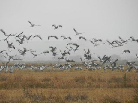 Grullas, incansables viajeras en Extremadura