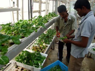 AGRICULTURA VERTICAL EN SINGAPUR