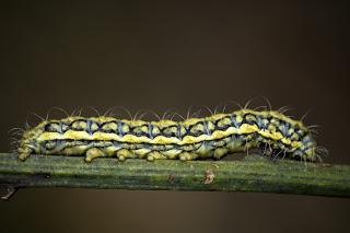 Para ampliar Heterogynis hacer clic