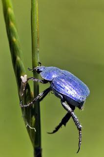 Para ampliar Hoplia coerulea hacer clic