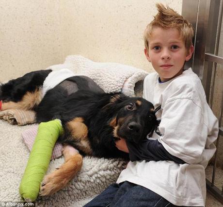 Diez animales héroes que conmovieron el 2012 